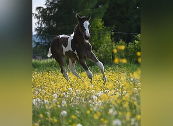 American Paint Horse, Klacz, Źrebak (04/2026), 158 cm, Kara