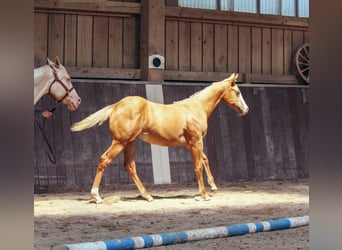 American Paint Horse, Klacz, Źrebak (03/2025), Izabelowata