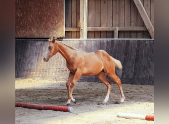 American Paint Horse, Klacz, Źrebak (03/2025), Izabelowata