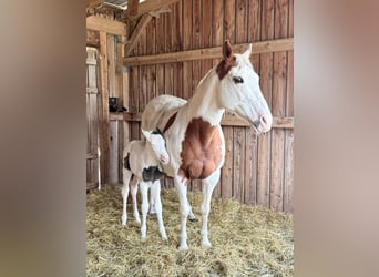 American Paint Horse, Klacz, Źrebak (03/2026)