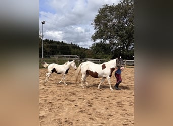 American Paint Horse, Klacz, Źrebak (03/2026)
