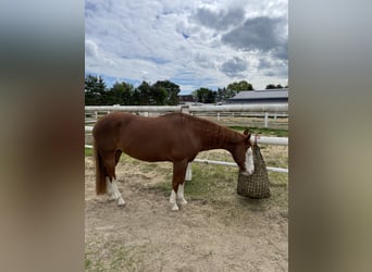 American Paint Horse, Mare, 10 years, 14.2 hh, Chestnut-Red