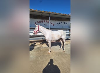 American Paint Horse Mix, Mare, 10 years, 14,1 hh, Tobiano-all-colors