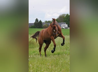 American Paint Horse, Mare, 10 years, 15.3 hh, Chestnut-Red