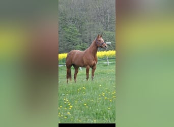 American Paint Horse, Mare, 10 years, 15.3 hh, Chestnut-Red