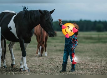 American Paint Horse, Mare, 10 years, 15 hh, Black