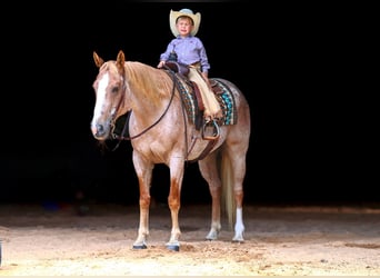 American Paint Horse, Mare, 10 years, 15 hh, Roan-Red
