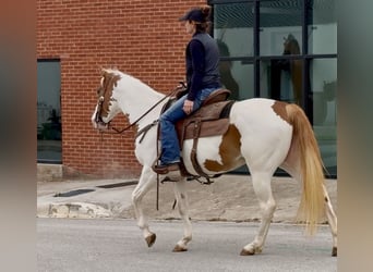 American Paint Horse, Mare, 10 years, Pinto