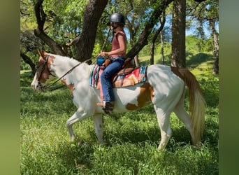 American Paint Horse, Mare, 10 years, Pinto