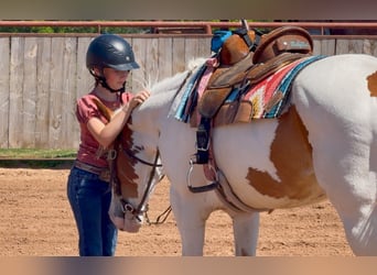 American Paint Horse, Mare, 10 years, Pinto