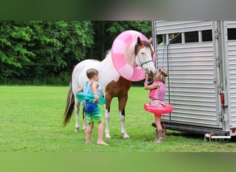 American Paint Horse, Mare, 10 years, Pinto