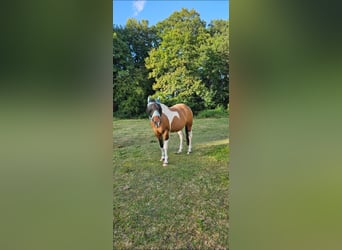 American Paint Horse, Mare, 10 years, Pinto