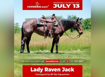 American Paint Horse, Mare, 10 years, Roan-Bay
