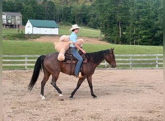 American Paint Horse, Mare, 10 years, Roan-Bay