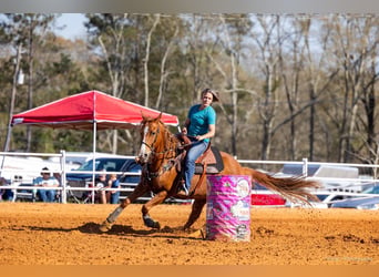 American Paint Horse, Mare, 10 years, Sorrel