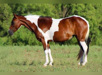 American Paint Horse, Mare, 11 years, 13.2 hh, Tobiano-all-colors