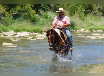 American Paint Horse, Mare, 11 years, 13,2 hh, Tobiano-all-colors
