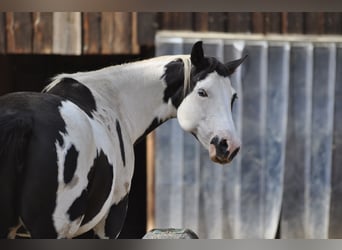 American Paint Horse, Mare, 11 years, 14,2 hh, Pinto