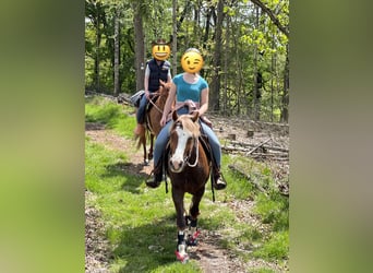 American Paint Horse, Mare, 11 years, 15.1 hh, Roan-Red