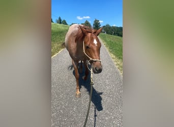 American Paint Horse, Mare, 11 years, 15.1 hh, Roan-Red