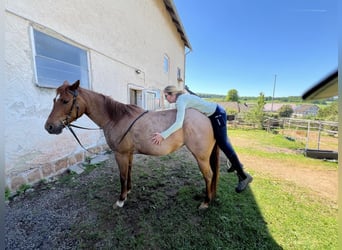 American Paint Horse, Mare, 11 years, 15.1 hh, Roan-Red