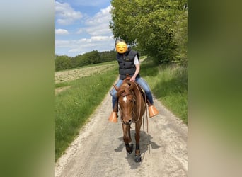 American Paint Horse, Mare, 11 years, 15.1 hh, Roan-Red
