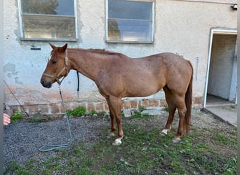 American Paint Horse, Mare, 11 years, 15.1 hh, Roan-Red