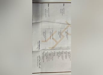 American Paint Horse, Mare, 11 years, 15 hh, Dun