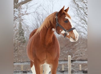 American Paint Horse, Mare, 11 years, 15 hh, Overo-all-colors