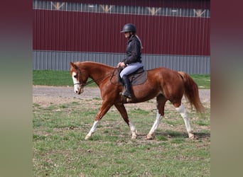 American Paint Horse, Mare, 11 years, 15 hh, Overo-all-colors