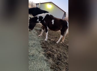 American Paint Horse Mix, Mare, 11 years, 15 hh, Pinto