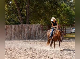 American Paint Horse, Mare, 11 years, 15 hh, Sorrel