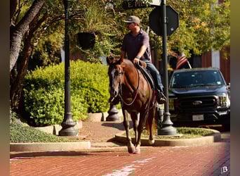 American Paint Horse, Mare, 11 years, 15 hh, Sorrel