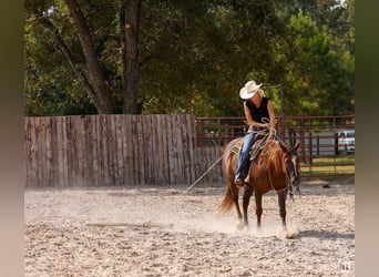 American Paint Horse, Mare, 11 years, 15 hh, Sorrel