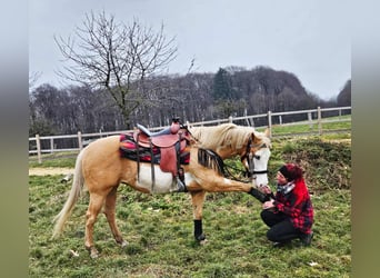 American Paint Horse, Mare, 11 years, 15,1 hh, Overo-all-colors