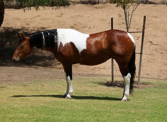American Paint Horse, Mare, 11 years, Pinto