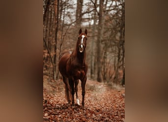 American Paint Horse, Mare, 12 years, 14.2 hh, Chestnut