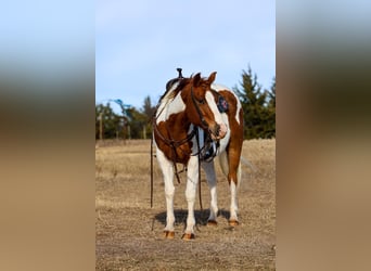 American Paint Horse, Mare, 12 years, 14.3 hh, Pinto