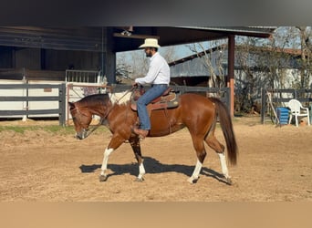 American Paint Horse, Mare, 12 years, 15.1 hh, Tobiano-all-colors