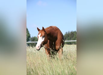 American Paint Horse, Mare, 12 years, 15 hh, Overo-all-colors