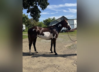 American Paint Horse, Mare, 12 years, 15 hh, Overo-all-colors