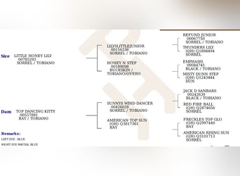 American Paint Horse, Mare, 12 years, 15,1 hh, Tovero-all-colors