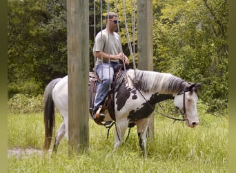 American Paint Horse, Mare, 13 years, 14.2 hh, Overo-all-colors