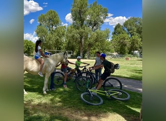 American Paint Horse, Mare, 13 years, 14.2 hh, Palomino