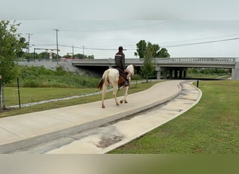 American Paint Horse, Mare, 13 years, 14.2 hh, Tobiano-all-colors