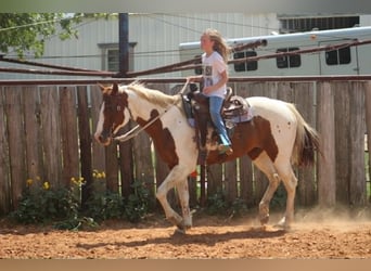 American Paint Horse, Mare, 13 years, 14.2 hh, Tobiano-all-colors