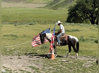 American Paint Horse, Mare, 13 years, 14.3 hh, Tobiano-all-colors