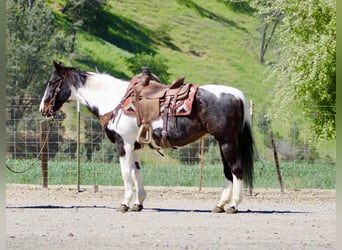 American Paint Horse, Mare, 13 years, 14.3 hh, Tobiano-all-colors