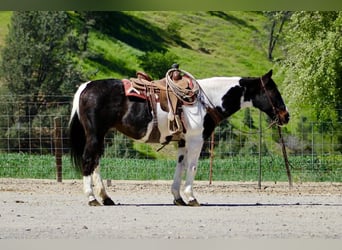 American Paint Horse, Mare, 13 years, 14,3 hh, Tobiano-all-colors