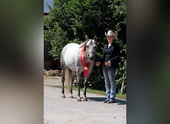 American Paint Horse, Mare, 13 years, 15 hh, Grey
